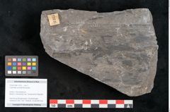 Foto (Objekt + Etikett) von Calamites suckowi Brongniart (NHMW-GEO-2024-0188-11255)